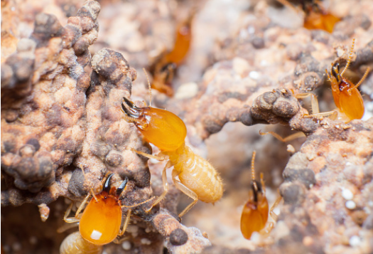 diagnostic-termites