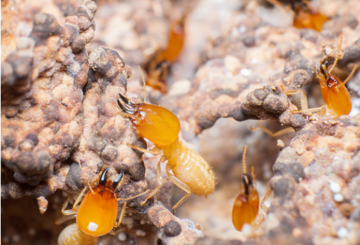 Diagnostic termites : que faut-il savoir ?