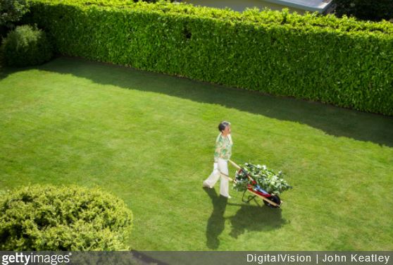 Jardin : comment bien choisir sa haie ?